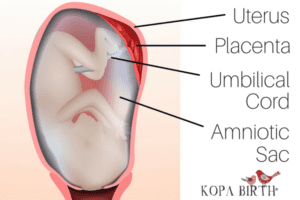 Week 12 Pregnancy: Skin Changes, Baby Development, & Belly • Kopa Birth®